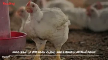 استقرار أسعار الفراخ البيضاء والبيض اليوم 26 نوفمبر 2025 في أسواق الجيزة